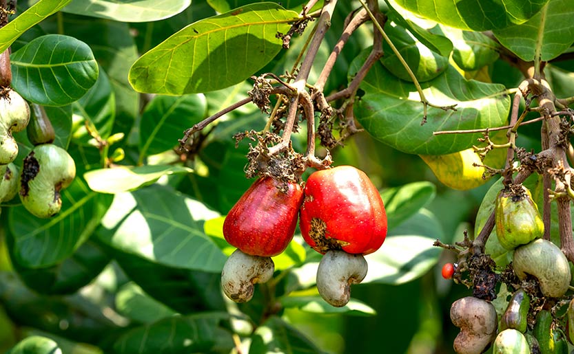 Cashew nuts processing